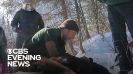 Hibernating-bears-adapt-to-changing-climate